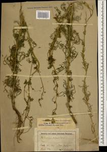 Crupina vulgaris (Pers.) Cass., Caucasus, Stavropol Krai, Karachay-Cherkessia & Kabardino-Balkaria (K1b) (Russia)