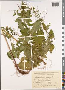 Scrophularia peregrina L., Caucasus, Georgia (K4) (Georgia)