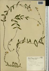 Helianthemum nummularium (L.) Mill., Eastern Europe, West Ukrainian region (E13) (Ukraine)