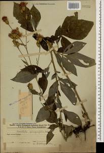 Klasea quinquefolia (Willd.) Greuter & Wagenitz, Caucasus, Azerbaijan (K6) (Azerbaijan)