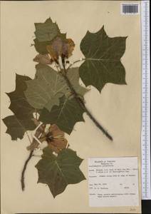 Liriodendron tulipifera L., America (AMER) (United States)