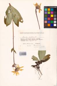 Arnica montana L., Eastern Europe, West Ukrainian region (E13) (Ukraine)