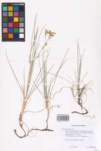 Eremogone saxatilis (L.) Ikonn., Eastern Europe, Central region (E4) (Russia)