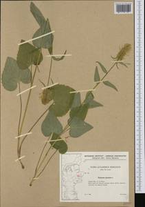 Phyteuma spicatum L., Western Europe (EUR) (Denmark)
