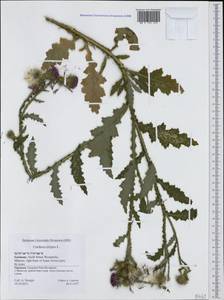 Carduus crispus L., Western Europe (EUR) (Germany)