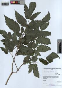 Actaea cimicifuga L., Siberia, Altai & Sayany Mountains (S2) (Russia)