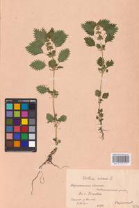 Urtica urens L., Eastern Europe, Central forest-and-steppe region (E6) (Russia)