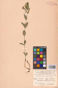 Vinca herbacea Waldst. & Kit., Eastern Europe, North Ukrainian region (E11) (Ukraine)