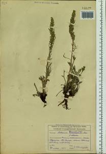 Artemisia borealis Pall., Siberia, Altai & Sayany Mountains (S2) (Russia)