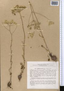 Oedibasis apiculata (Kar. & Kir.) Koso-Pol., Middle Asia, Dzungarian Alatau & Tarbagatai (M5) (Kazakhstan)
