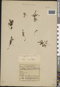 Saxifraga hyperborea R.Br., Eastern Europe, Northern region (E1) (Russia)