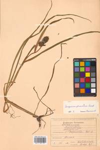 Sparganium glomeratum (Laest. ex Beurl.) Beurl., Siberia, Russian Far East (S6) (Russia)