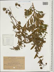 Cirsium arvense (L.) Scop., Caucasus, Stavropol Krai, Karachay-Cherkessia & Kabardino-Balkaria (K1b) (Russia)
