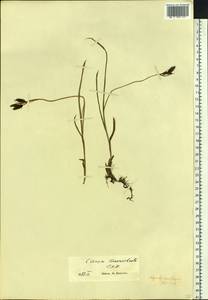 Carex macrochaeta C.A.Mey., Siberia, Chukotka & Kamchatka (S7) (Russia)