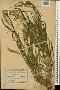 Setaria viridis (L.) P.Beauv., Caucasus, Azerbaijan (K6) (Azerbaijan)