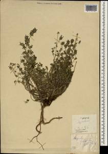 Asperula glomerata (M.Bieb.) Griseb., South Asia, South Asia (Asia outside ex-Soviet states and Mongolia) (ASIA) (Turkey)
