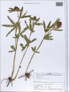 Trifolium alpestre L., Eastern Europe, North Ukrainian region (E11) (Ukraine)