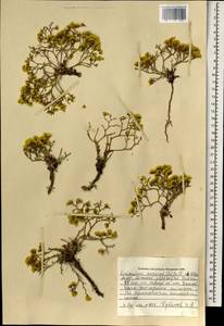 Limonium aureum (L.) Chaz., Mongolia (MONG) (Mongolia)