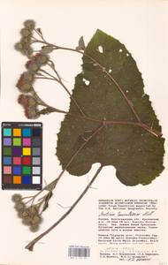 Arctium tomentosum Mill., Eastern Europe, Lower Volga region (E9) (Russia)