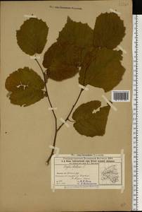 Corylus avellana L., Eastern Europe, Volga-Kama region (E7) (Russia)
