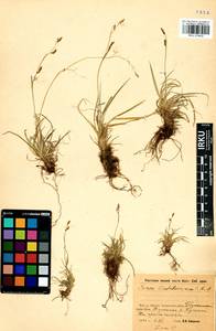 Carex ledebouriana C.A.Mey. ex Trevir., Siberia, Baikal & Transbaikal region (S4) (Russia)