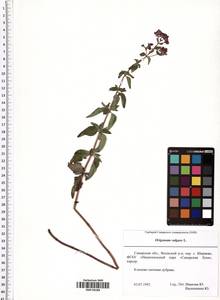 Origanum vulgare L., Eastern Europe, Middle Volga region (E8) (Russia)