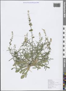 Reseda lutea L., Caucasus, Black Sea Shore (from Novorossiysk to Adler) (K3) (Russia)