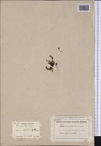 Harrimanella hypnoides (L.) Coville, America (AMER) (Canada)