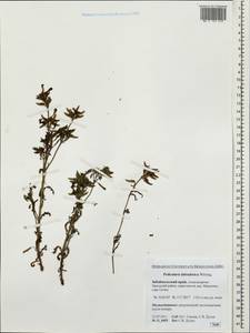 Pedicularis labradorica Wirsing, Siberia, Baikal & Transbaikal region (S4) (Russia)