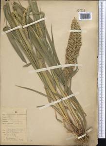 Setaria italica (L.) P.Beauv., Middle Asia, Northern & Central Kazakhstan (M10) (Kazakhstan)