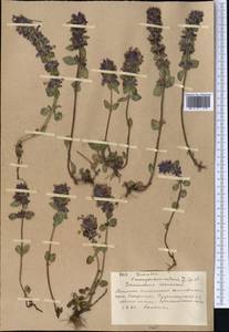 Dracocephalum nutans L., Middle Asia, Western Tian Shan & Karatau (M3) (Kyrgyzstan)
