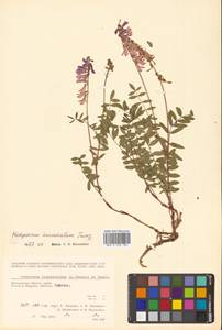 Hedysarum inundatum Turcz., Siberia, Chukotka & Kamchatka (S7) (Russia)