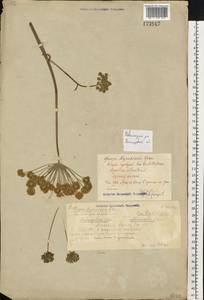 Angelica sylvestris L., Eastern Europe, Volga-Kama region (E7) (Russia)