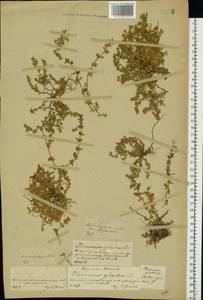 Herniaria glabra L., Eastern Europe, Central forest-and-steppe region (E6) (Russia)