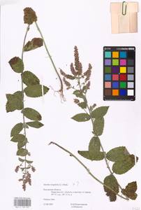 MHA 0 158 307, Mentha longifolia (L.) L., Eastern Europe, Central region (E4) (Russia)