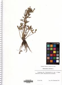 Ranunculus sceleratus L., Eastern Europe, Middle Volga region (E8) (Russia)