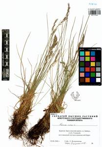 Festuca rubra L., Siberia, Baikal & Transbaikal region (S4) (Russia)