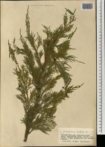 Juniperus sabina L., Mongolia (MONG) (Mongolia)