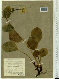 Doronicum altaicum Pall., Siberia, Altai & Sayany Mountains (S2) (Russia)