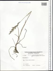 Poa pratensis L., Siberia, Central Siberia (S3) (Russia)