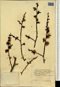 Prunus armeniaca var. ansu Maxim., South Asia, South Asia (Asia outside ex-Soviet states and Mongolia) (ASIA) (North Korea)
