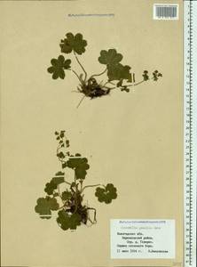 Alchemilla micans Buser, Eastern Europe, Northern region (E1) (Russia)