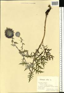 Echinops ritro subsp. ruthenicus (M. Bieb.) Nyman, Eastern Europe, Central region (E4) (Russia)
