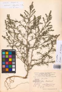 Salsola collina Pall., Eastern Europe, Moscow region (E4a) (Russia)