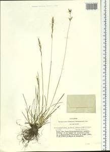 Helictochloa hookeri (Scribn.) Romero Zarco, Siberia, Altai & Sayany Mountains (S2) (Russia)