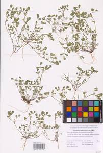 Medicago orthoceras (Kar. & Kir.) Trautv., Eastern Europe, Lower Volga region (E9) (Russia)