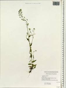 Draba eriopoda Turcz. ex Ledeb., South Asia, South Asia (Asia outside ex-Soviet states and Mongolia) (ASIA) (China)