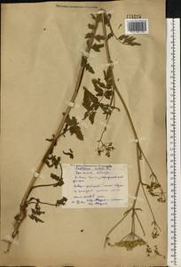 Pastinaca sativa L., Eastern Europe, Eastern region (E10) (Russia)