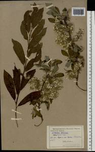 Salix cinerea L., Eastern Europe, Central forest-and-steppe region (E6) (Russia)