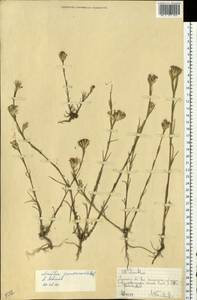 Dianthus pseudarmeria M. Bieb., Eastern Europe, North Ukrainian region (E11) (Ukraine)
